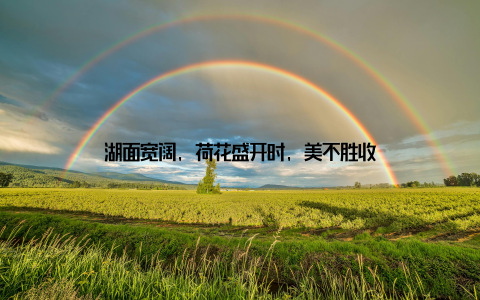 湖面宽阔, 荷花盛开时, 美不胜收